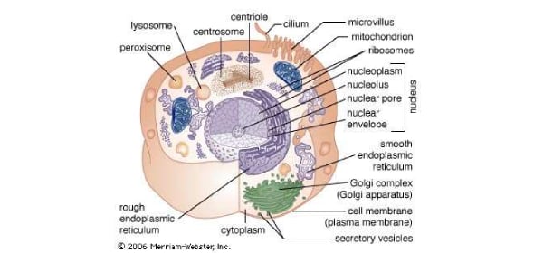 Explain The Functions, Definition Of The Cell Flashcards